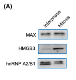 MAX Antibody - FIGURE 6 Transcription regulatory factors are largely retained on the mitotic chromosome.