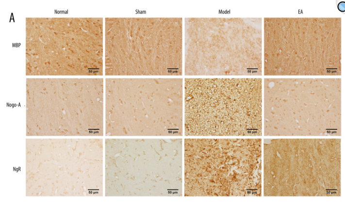 Nogo Receptor Antibody - Figure 2.