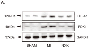 PDHK1 Antibody - Fig.