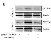 ZBTB16 Antibody - Fig.