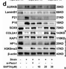 AurB Antibody - Fig.