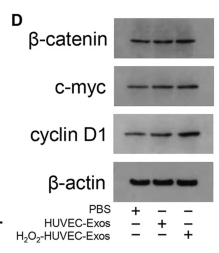 c-Myc Antibody - Fig.