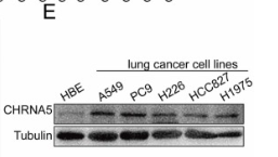 CHRNA5 Antibody - Fig.