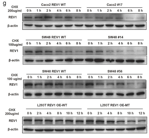 REV1 Antibody - Fig.