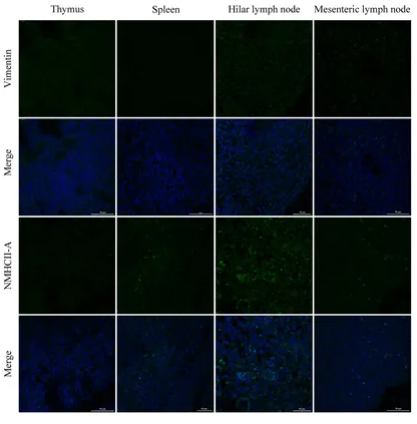 Vimentin mouse monoclonal Antibody - Figure 6.