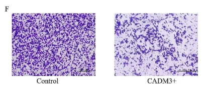 CADM3 Antibody - Fig.