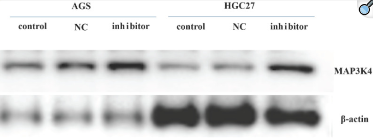 MAP3K4 Antibody - Figure 8.