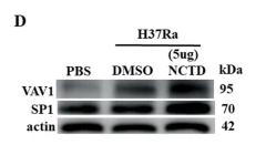 VAV1 Antibody - Fig.