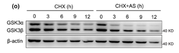 GSK3A/B Mouse monoclonal Antibody - FIGURE 1 AS treatment reduces GSK3α/β levels through a non-transcriptional pathway.