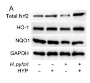 HO-1 Antibody - Fig.
