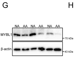 A-Myb Antibody - Fig.