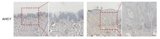 AHCY Antibody - Fig.