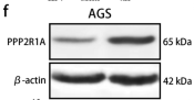 beta Actin Antibody - Fig.