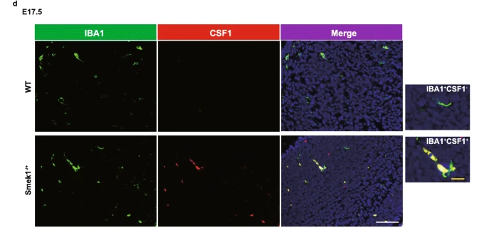 M-CSF Antibody - Fig.