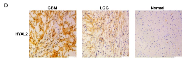 HYAL2 Antibody - Fig.