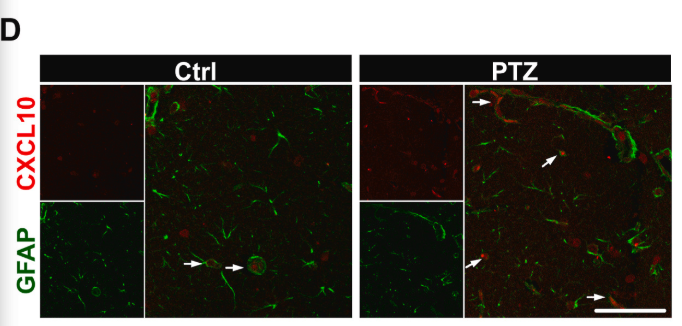 CXCL10 Antibody - Fig.