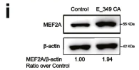 MEF2A Antibody - Fig.