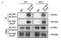 KCNE1 Antibody - Figure 2.