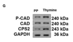 CAD Antibody - Figure 9 Thymine administration delays the maturation of follicles and thickening of the uterine wall in PP model rats.