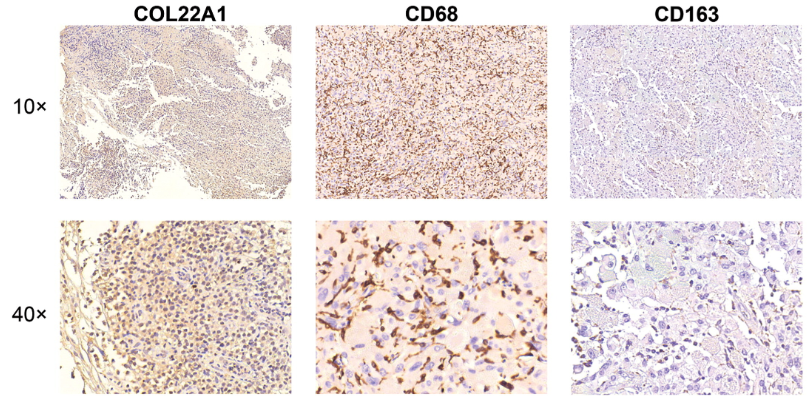 COL22A1 Antibody - Figure 8.