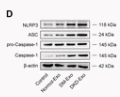 Caspase 1 Antibody - Figure 3.