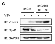 GPLD1 Antibody - Fig.