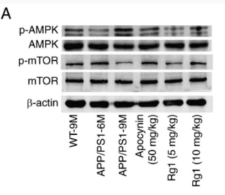 AMPK alpha Antibody - Figure 8.