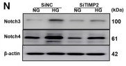 NOTCH4 Antibody - Figure 8 Inhibition of TIMP2 mitigates podocyte injury by downregulating Notch signaling (A and B) RT-PCR and western blot analysis were performed to detect the siRNA silencing effect of TIMP2.