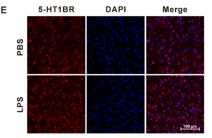5HT1B Receptor Antibody - Figure 6.