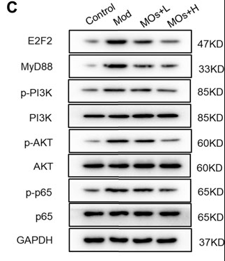 E2F-2 Antibody - FIGURE 4.
