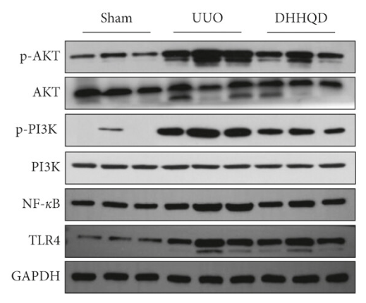 Phospho-pan-AKT1/2/3 (Ser473) Antibody - Figure 11.