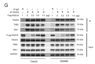 TAB2 Antibody - Fig.
