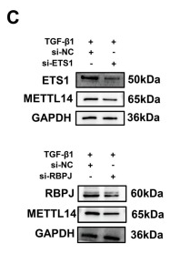 ETS1 Antibody - Fig.