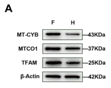 beta Actin Antibody - Fig.