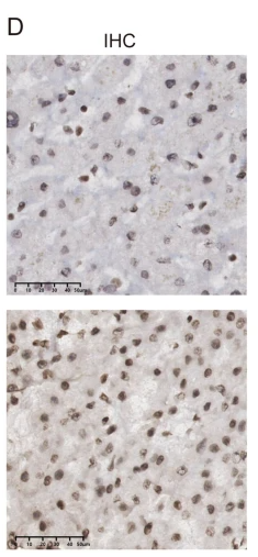 NOL7 Antibody - Fig.