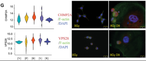 CHMP2A Antibody - Figure 3 Poly-aneuploid RTP cells produced proliferating progenies via a viral budding-like cell division.