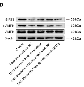 Phospho-AMPK alpha (Thr172) Antibody - Figure 4.