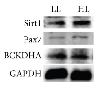 BCKDHA Antibody - Figure 5.