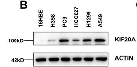 KIF20A Antibody - FIGURE 7.