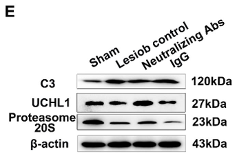 Proteasome 20S LMP2 Antibody - Figure 8.