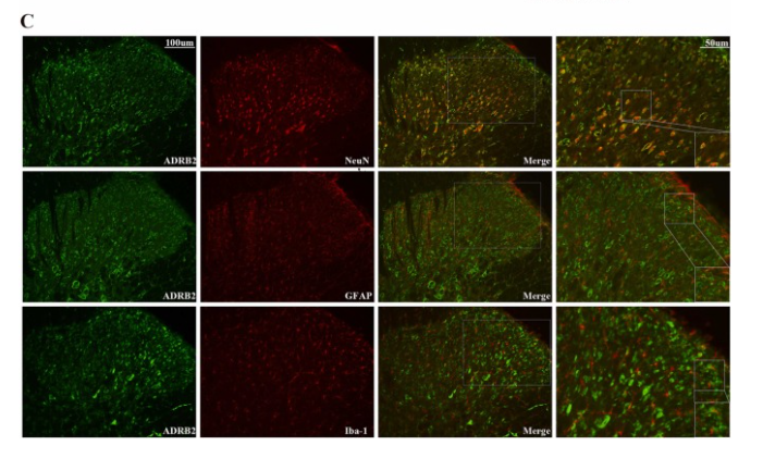 ADRB2 Antibody - Fig.