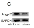 ANGPTL2 Antibody - Figure 5.