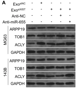 ARPP19 Antibody - Fig.