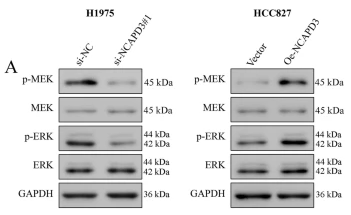 MEK1/2 Antibody - Fig.