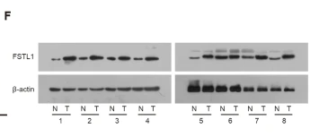 FSTL1 Antibody - Fig.