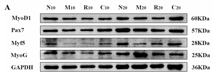 PAX7 Antibody - Fig.
