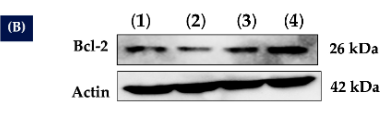 Bcl-2 Antibody - Figure 5.