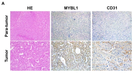 A-Myb Antibody - Fig.