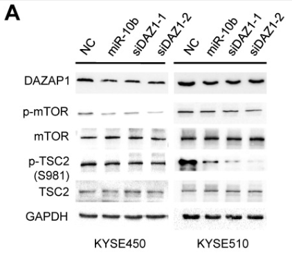 Phospho-Tuberin/TSC2 (Ser981) Antibody - Figure 6.