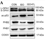 Acetyl-p53 (Lys373) Antibody - Figure 1.